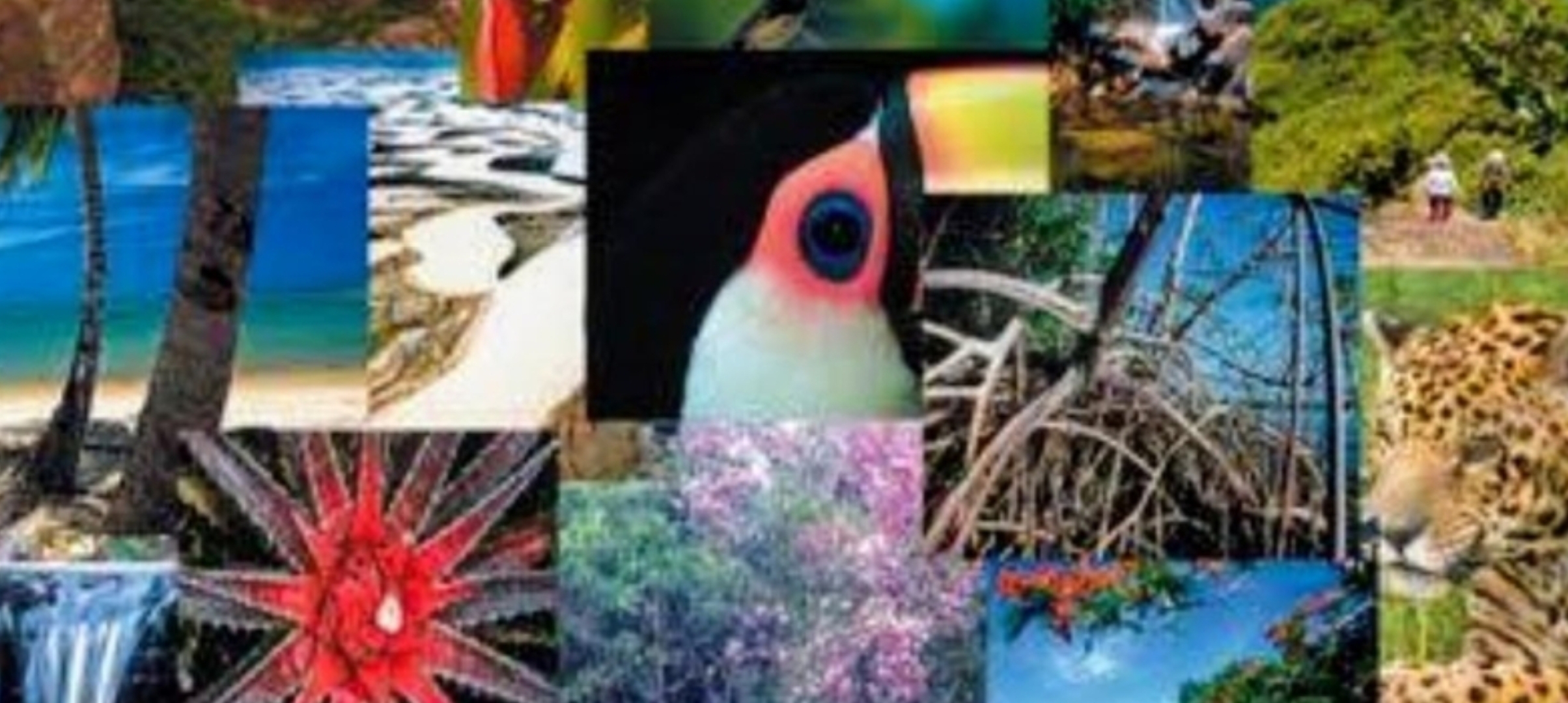 A Biodiversidade e o futuro do Planeta