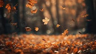 The Autumn has come: o outono chegou