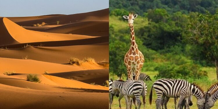 A diferença entre Biodiversidade e Diversidade Ambiental