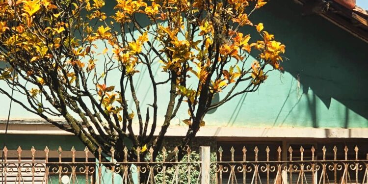 Casa não é Cenário: É Refúgio, É poesia em tempo real