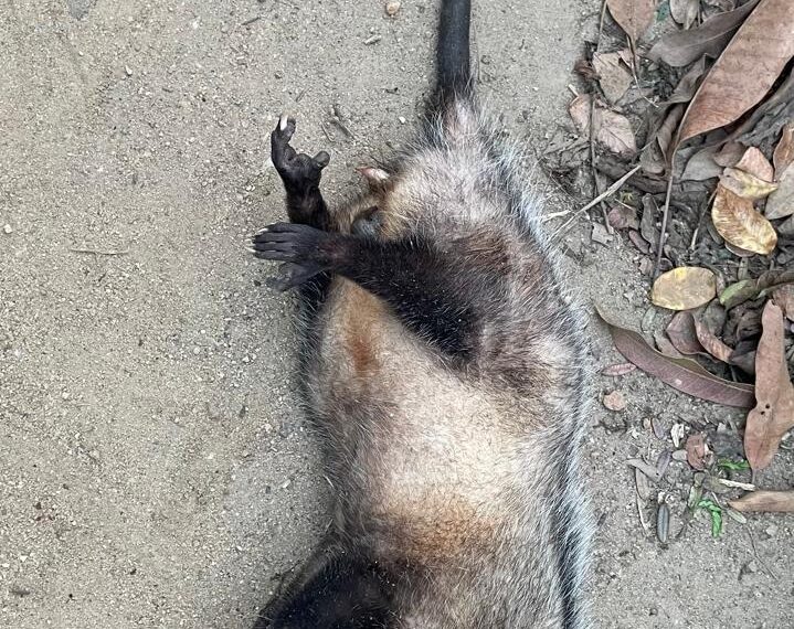 A importância do Gambá no Controle de Animais Peconhentos: Um Aliado Esquecido da Natureza
