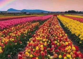 A Primavera e suas Consequências