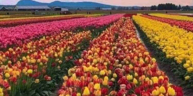 A Primavera e suas Consequências