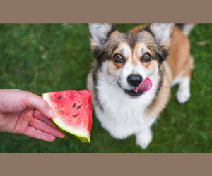 O que posso e o que não posso dar de alimento nosso ao meu pet?