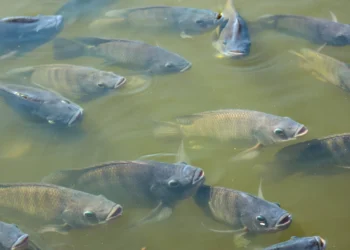 Inclusão de Tilápia na Lista de Espécies Invasoras: Um símbolo ou uma Medida Eficaz?