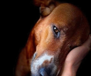 Adoção através de Olhar Sistêmico