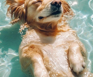 Calor que não é brincadeira: sensação térmica e os cuidados essenciais com seu PET no Verão