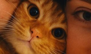 Os Animais ajudam a construir vínculos em Pessoas que sofrem abusos