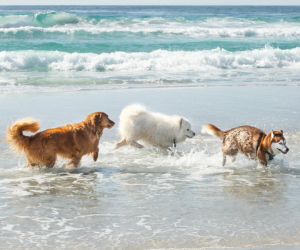 Pet na Praia: pode sim, mas só com esses cuidados ( e atenção à Lei)