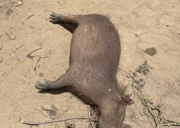 Viagens, Estradas e Fauna Silvestre: O cuidado que precisamos ter fora de casa