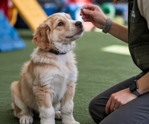 Os animais precisam de Limites e Educação no Convivio Familiar
