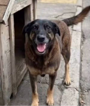 Quando a violência contra um animal espalha a doença do sistema humano