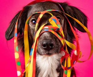 Carnaval e pets: como aproveitar a festa sem colocar a saúde do seu animal em risco