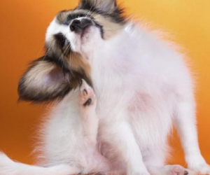 Carnaval e Pets: atenção aos sinais após a folia