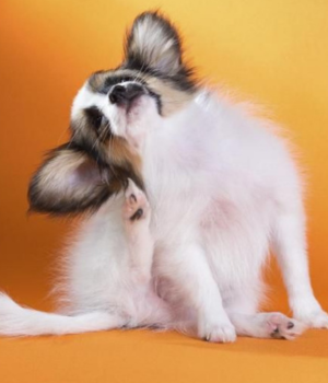 Carnaval e Pets: atenção aos sinais após a folia