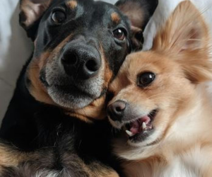 Alma Animal: somos mais animais do que imaginamos