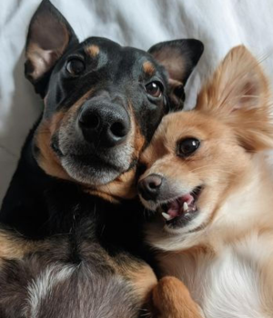 Alma Animal: somos mais animais do que imaginamos