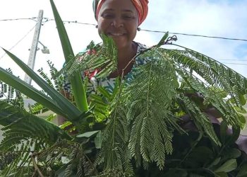 O Axé das Folhas Medicinais que embalam o sono