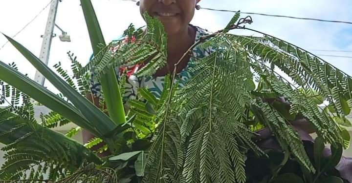 O Axé das Folhas Medicinais que embalam o sono