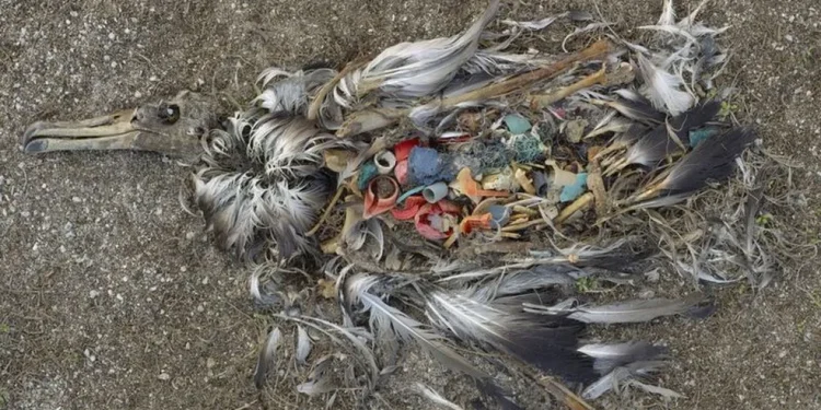 Impactos Ambientais – Direitos dos Microplásticos: Fauna, Flora e Ecossistemas em Risco