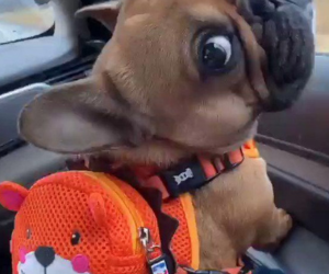 Volta às aulas: como a mudança de rotina afeta a saúde mental do seu PET?