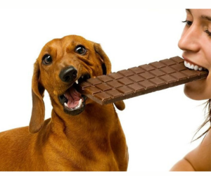 Páscoa e Pets: o que você precisa saber antes das comemorações