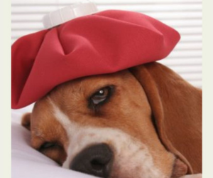 Depois da Páscoa: sinais de alerta que seu PET pode apresentar