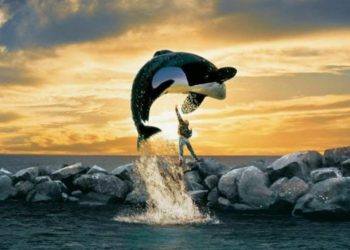 Free Willy