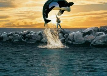 Free Willy