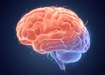 Cérebro e Cerebelo: Parecidos no nome  diferentes na missão