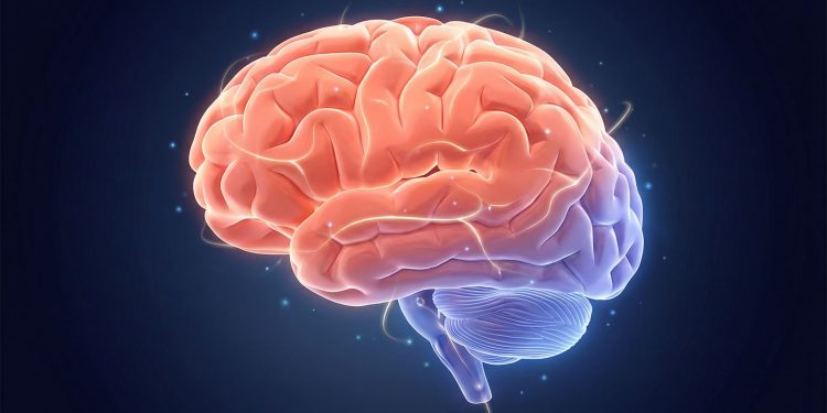 Cérebro e Cerebelo: Parecidos no nome  diferentes na missão