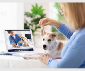 Seu pet + proteção 24h: por que seguro e telemedicina estão mudando o cuidado veterinário