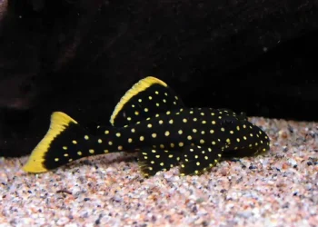 Quando o aquário vira refúgio: o papel da conservação ex-situ na sobrevivência de espécies ameaçadas