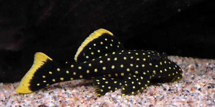 Quando o aquário vira refúgio: o papel da conservação ex-situ na sobrevivência de espécies ameaçadas