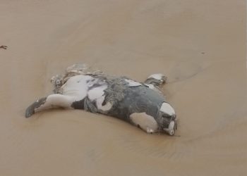 Crime Ambiental à vista: o caso do elefante-marinho e a banalização da morte da fauna silvestre