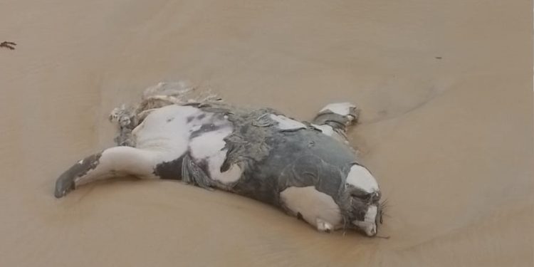 Crime Ambiental à vista: o caso do elefante-marinho e a banalização da morte da fauna silvestre