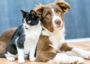 Quando o amor se parte quem abraça o PET?