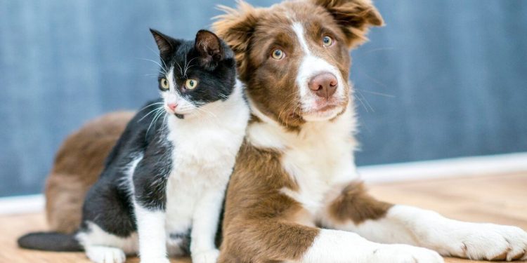 Quando o amor se parte quem abraça o PET?