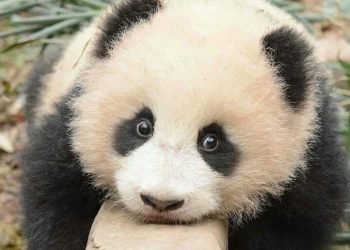 Quando só o “fofo” importa: o risco de uma conservação enviesada