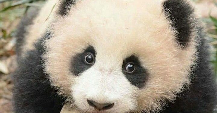 Quando só o “fofo” importa: o risco de uma conservação enviesada