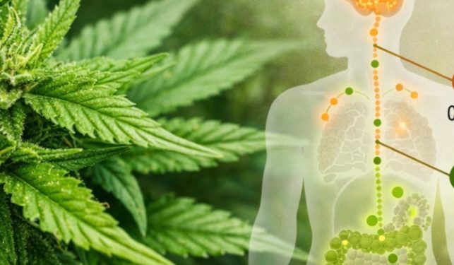 Cannabis Medicinal: o corpo reconhece o que a natureza já sabia
