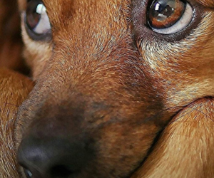 Quando o animal não se sente escolhido