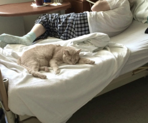 Os Animais percebem quando vamos morrer ou adoecer?