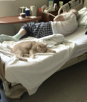 Os Animais percebem quando vamos morrer ou adoecer?