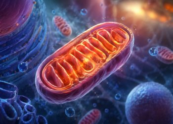 Mitocondrias: como a energia das suas células impacta sua saúde (e como identificar quando algo não vai bem)