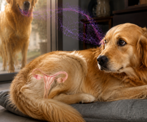 Sua Pet pode entrar no cio e você nem perceber