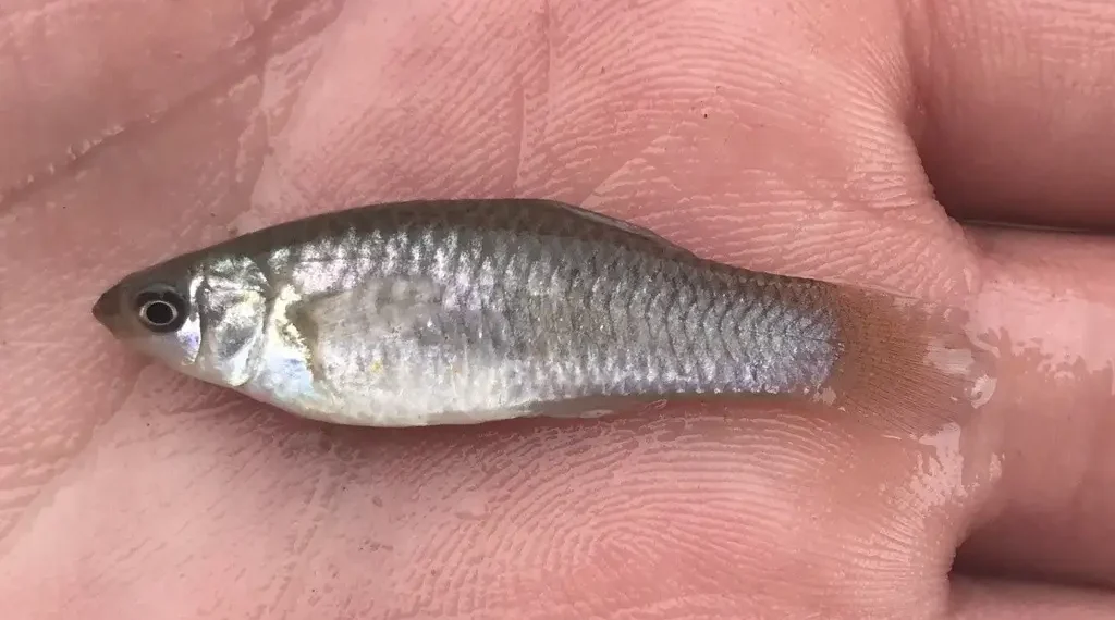 O Peixe que desafiou a Evolução