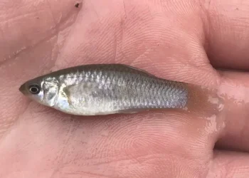 O Peixe que desafiou a Evolução