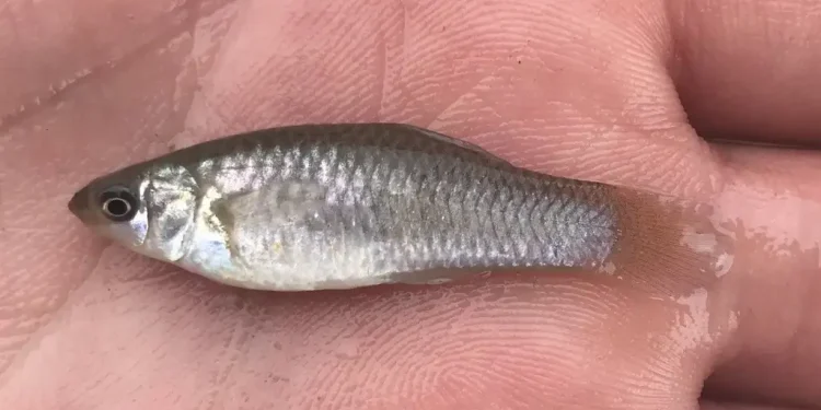 O Peixe que desafiou a Evolução