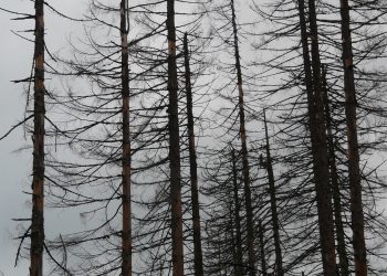 “Eu não consigo acreditar que possa amar de novo”
